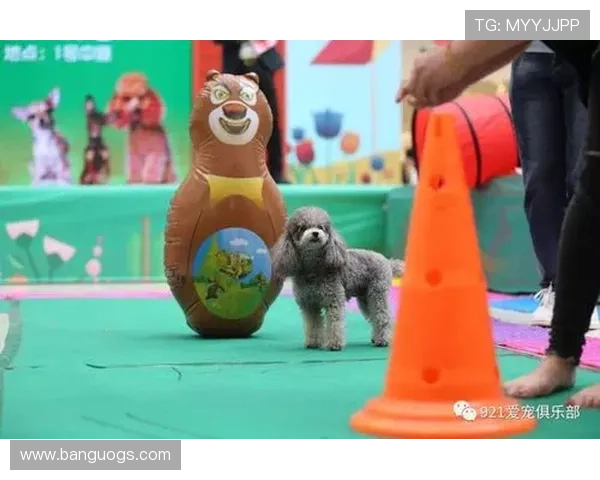 爱猫的足球明星如何在绿茵场上与爱宠共享快乐时光